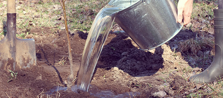 Tree deep watering after planting provides needed moisture for roots to start establishing