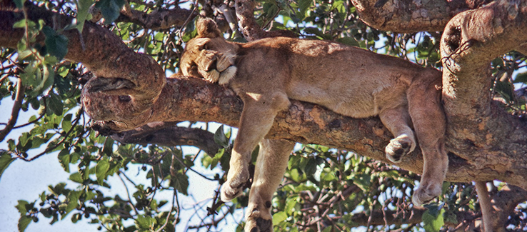 Trees provide refuge and shelter for many animal species