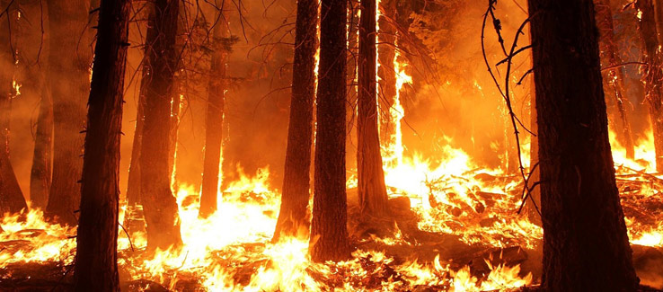 Wildfires cause land disturbance which some tree species need to regenerate