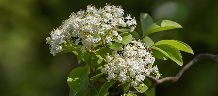 Blackhaw bush