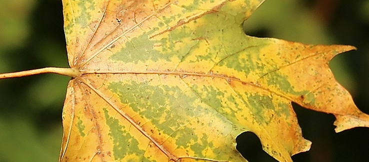 Viral leaf spot infections can lead to severe secondary infections and insect infestations