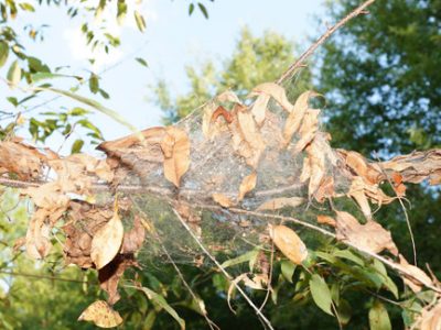 Tree insect infestation with web wrapped around leaves and branch