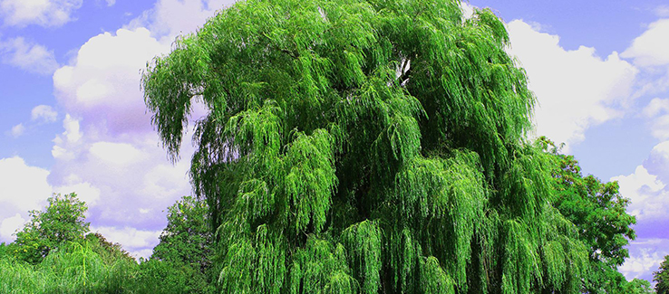 Excellent trees for privacy screens include weeping willows