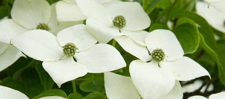 white dogwood tree flower