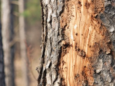 tree bark with peeling and shedding