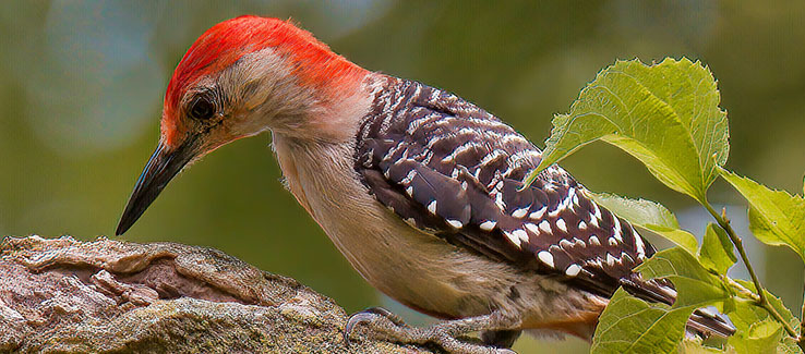 Tree boring insects are hunted by animals like squirrels and woodpeckers