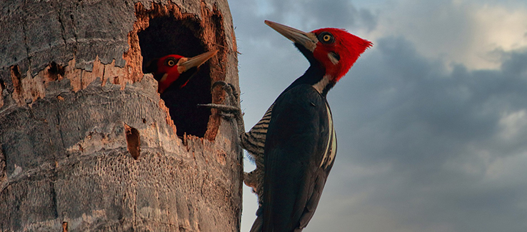 Woodpeckers typically burrow nest and raise offspring in troubled trees