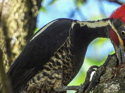 Woodpeckers search for food in troubled or infested trees