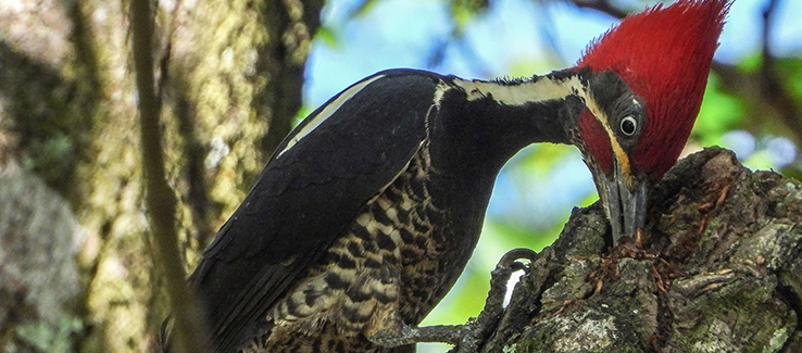 Woodpeckers search for food in troubled or infested trees
