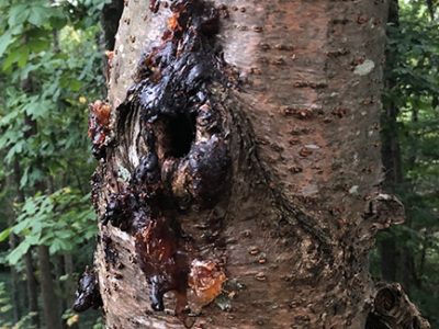 Wounded tree infected with bacterial wetwood leaking sap