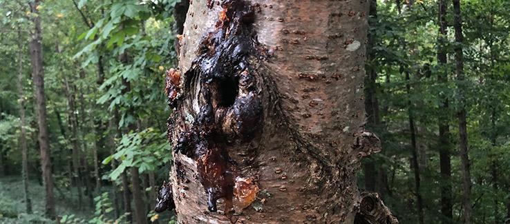 Wounded tree infected with bacterial wetwood leaking sap