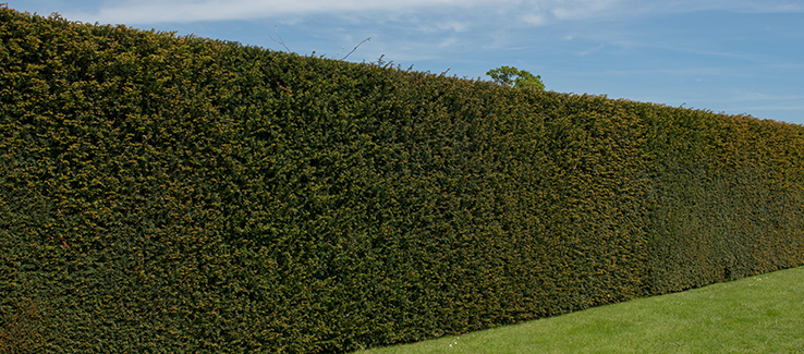 Excellent trees for privacy screens include yew trees